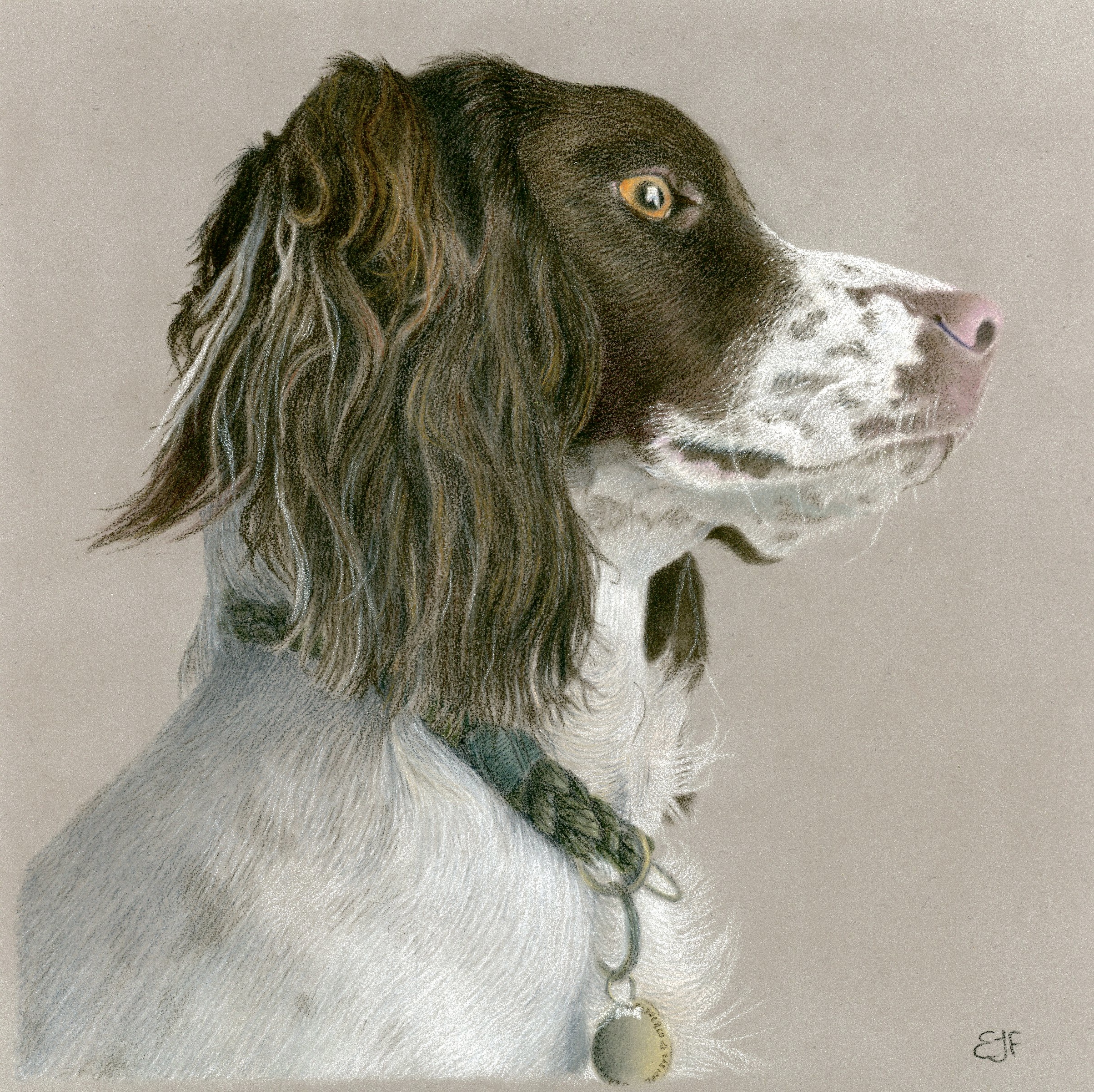 Staring Spaniel