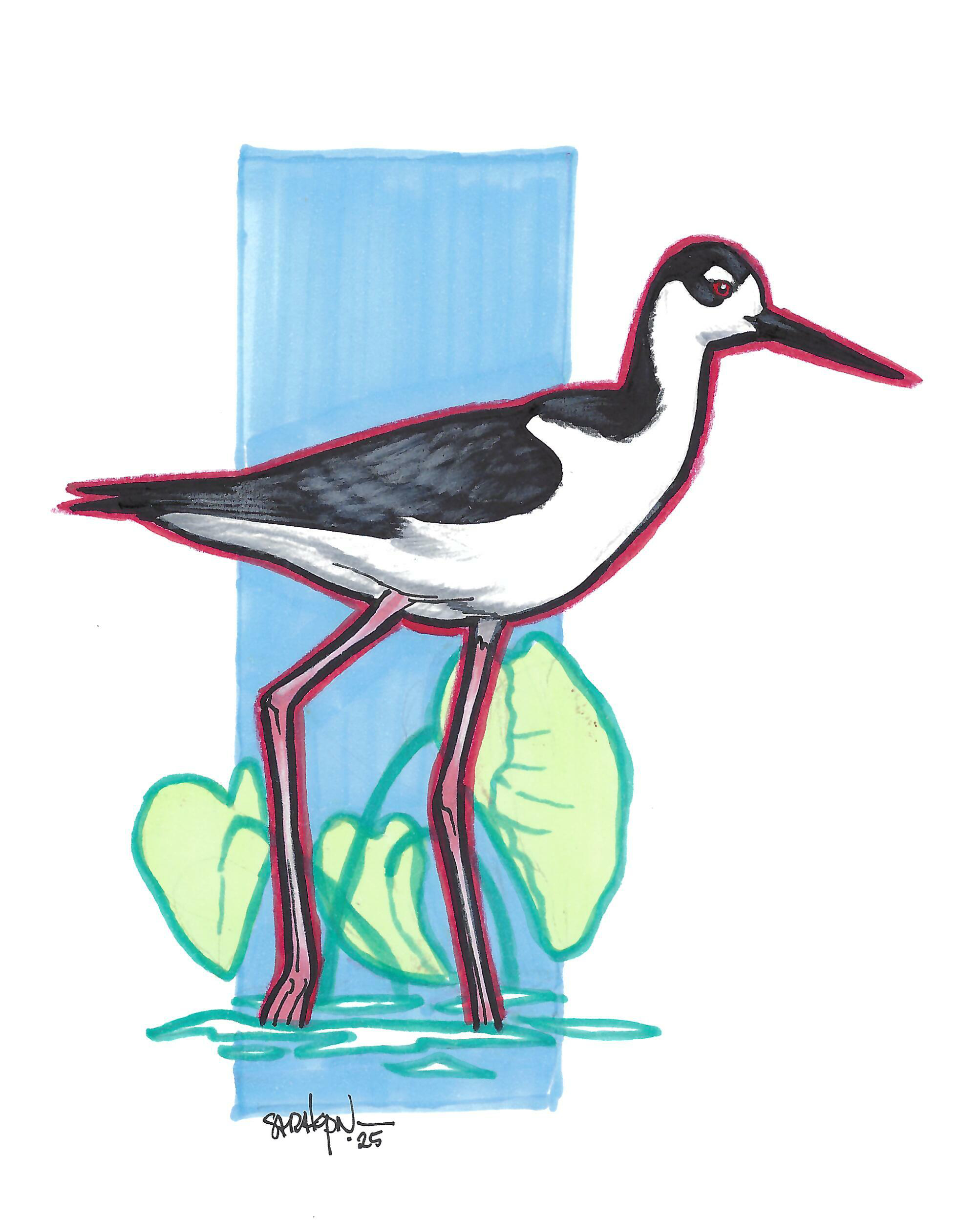 Hawaiian Stilt.